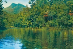 Daintree Forrest