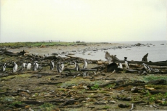 Reserva de pinguins Otway